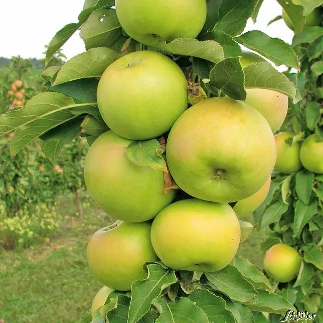 Säulenapfel - Malus Greencats ®