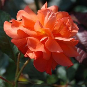 Strauchrose - Rosa 'Westerland®' - Bild 3