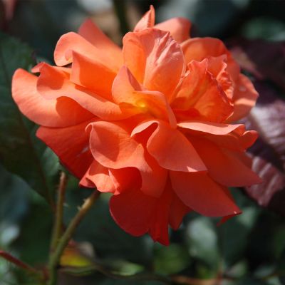 Strauchrose - Rosa 'Westerland®' - Bild 3