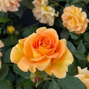 Stammrose - Rosa Hansestadt Rostock