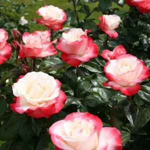 Stammrose - Rosa Nostalgie®