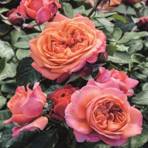 Beetrose - Rosa Mary Ann - Bild 2