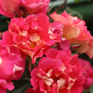 Kletterrose - Rosa Bajazzo® - Bild 2