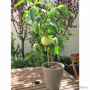 Weißer Pfirsichstamm - Prunus persica Icepeach - Bild 2