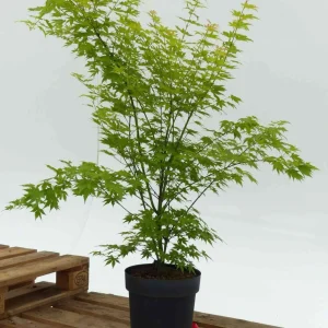 Goldahorn - Acer palmatum 'Orange Dream' - Bild 3