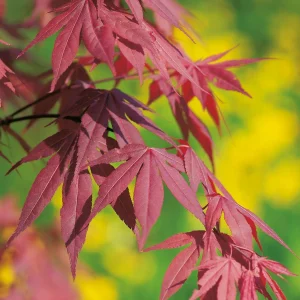 Fächerahorn - Acer palmatum 'Moonfire' - Bild 2
