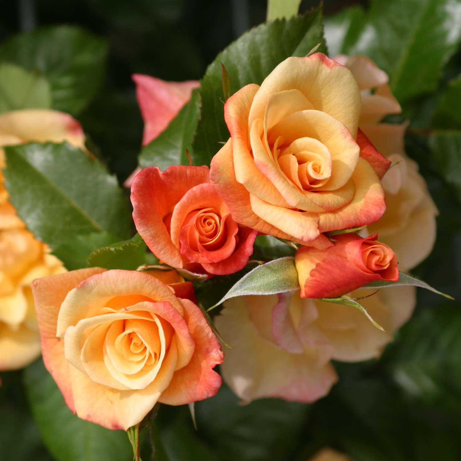 Kletterrose - Rosa Moonlight®