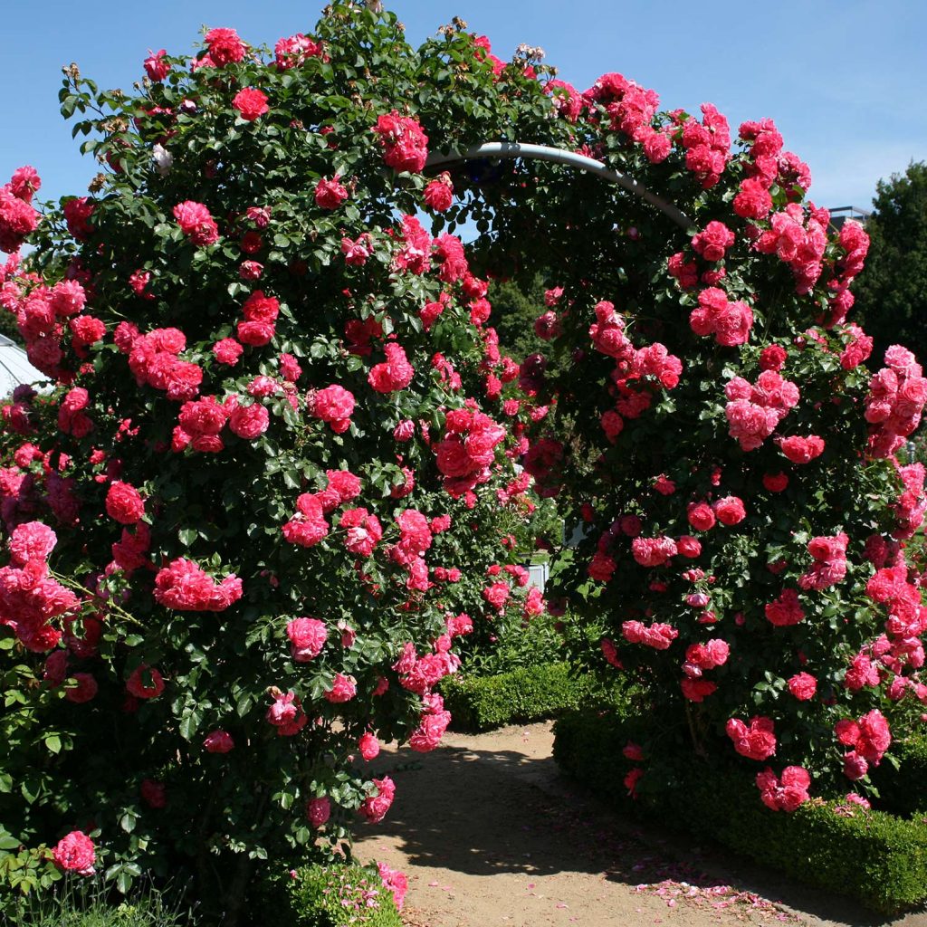 2-kletterrose-rosarium-uetersen-rosa