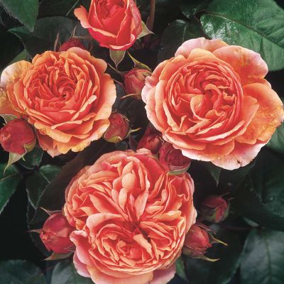 Nostalgierose Strauchrose - Rosa 'Chippendale®' - Bild 2