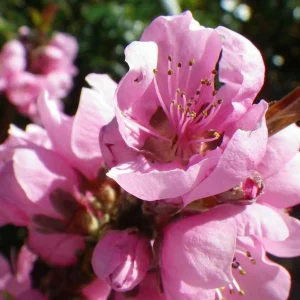 Zwergstämmchen Nektarine - Prunus persica Nectarella - Bild 2