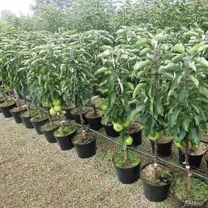 Säulenapfel - Malus Goldcats - Bild 2