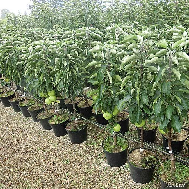 Säulenapfel - Malus Goldcats - Bild 2