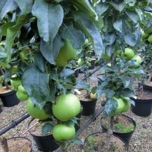 Säulenapfel - Malus Greencats ® - Bild 2