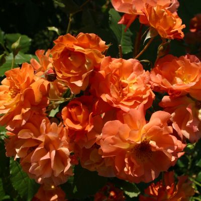 Strauchrose - Rosa 'Westerland®' - Bild 2