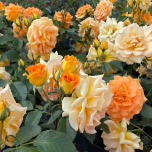 Stammrose - Rosa Hansestadt Rostock - Bild 3