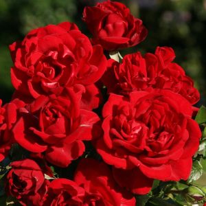 Beetrose - Rosa Jugendliebe® - Bild 3