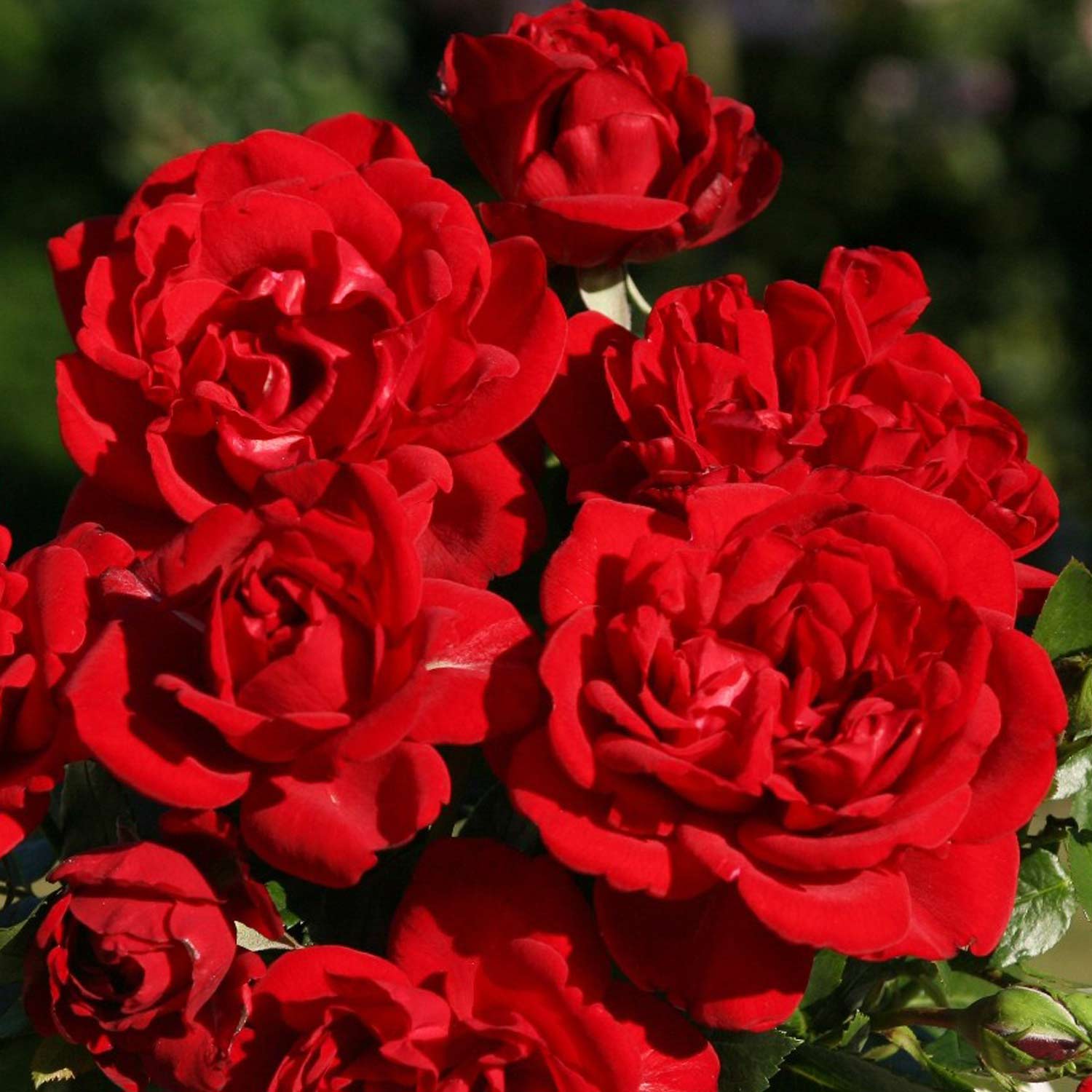 Beetrose - Rosa Jugendliebe® - Bild 3