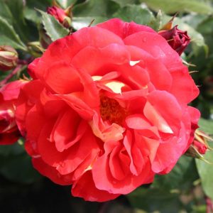 Beetrose - Rosa Gebrüder Grimm® - ADR-Rose - Bild 2