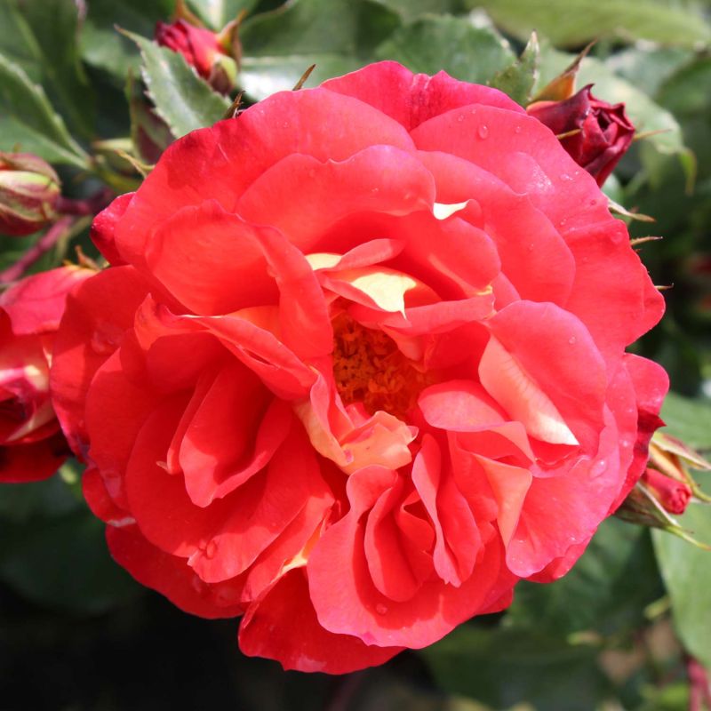 Beetrose - Rosa Gebrüder Grimm® - ADR-Rose - Bild 2