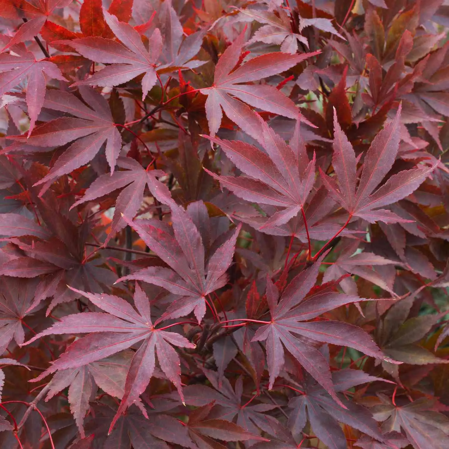 Roter Fächerahorn - Acer palmatum 'Atropurpureum' - Bild 4