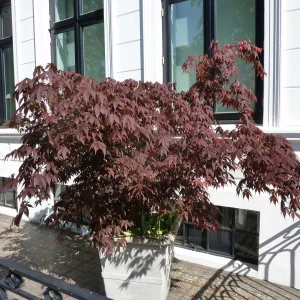 Roter Fächerahorn - Acer palmatum 'Atropurpureum' - Bild 2