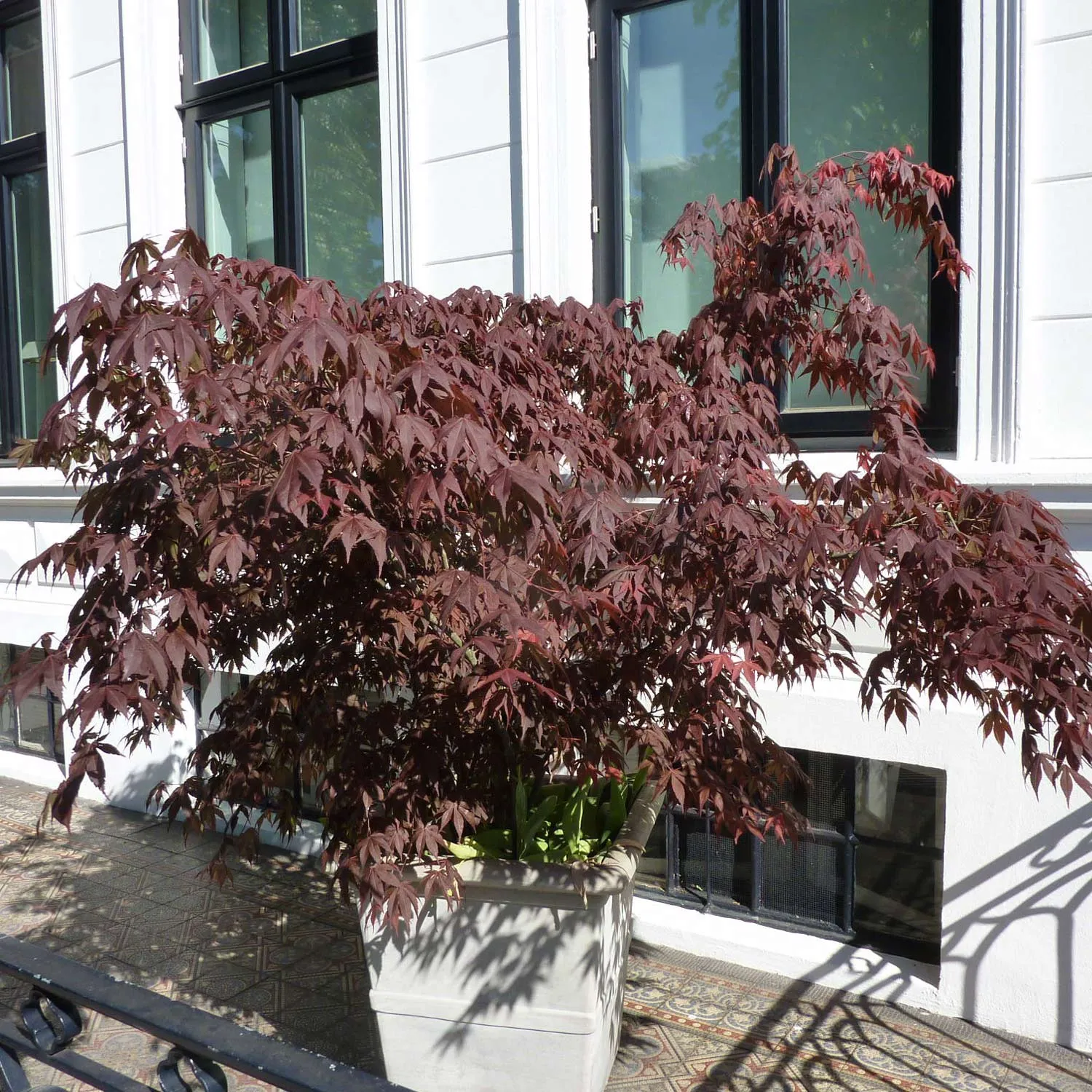 Roter Fächerahorn - Acer palmatum 'Atropurpureum' - Bild 2