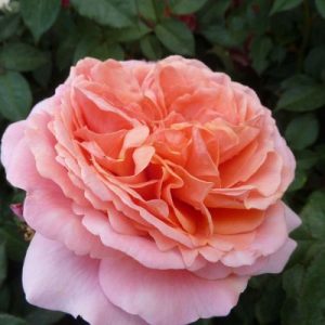 Nostalgierose Strauchrose - Rosa 'Chippendale®' - Bild 3