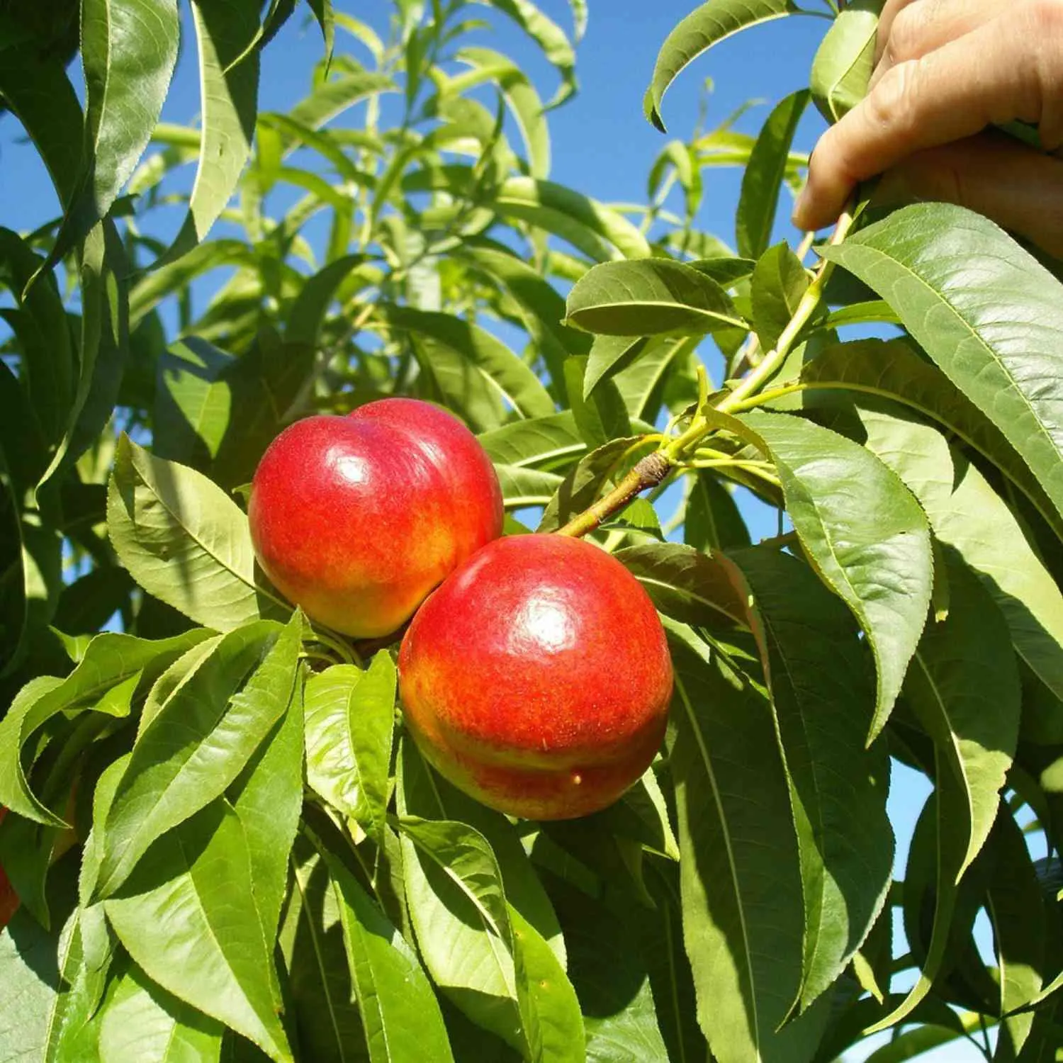 Zwergstämmchen Nektarine - Prunus persica Nectarella