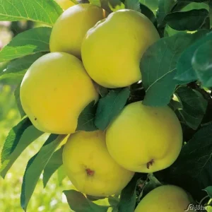 Säulenapfel - Malus Goldcats - Bild 3