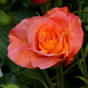 Strauchrose - Rosa 'Westerland®'