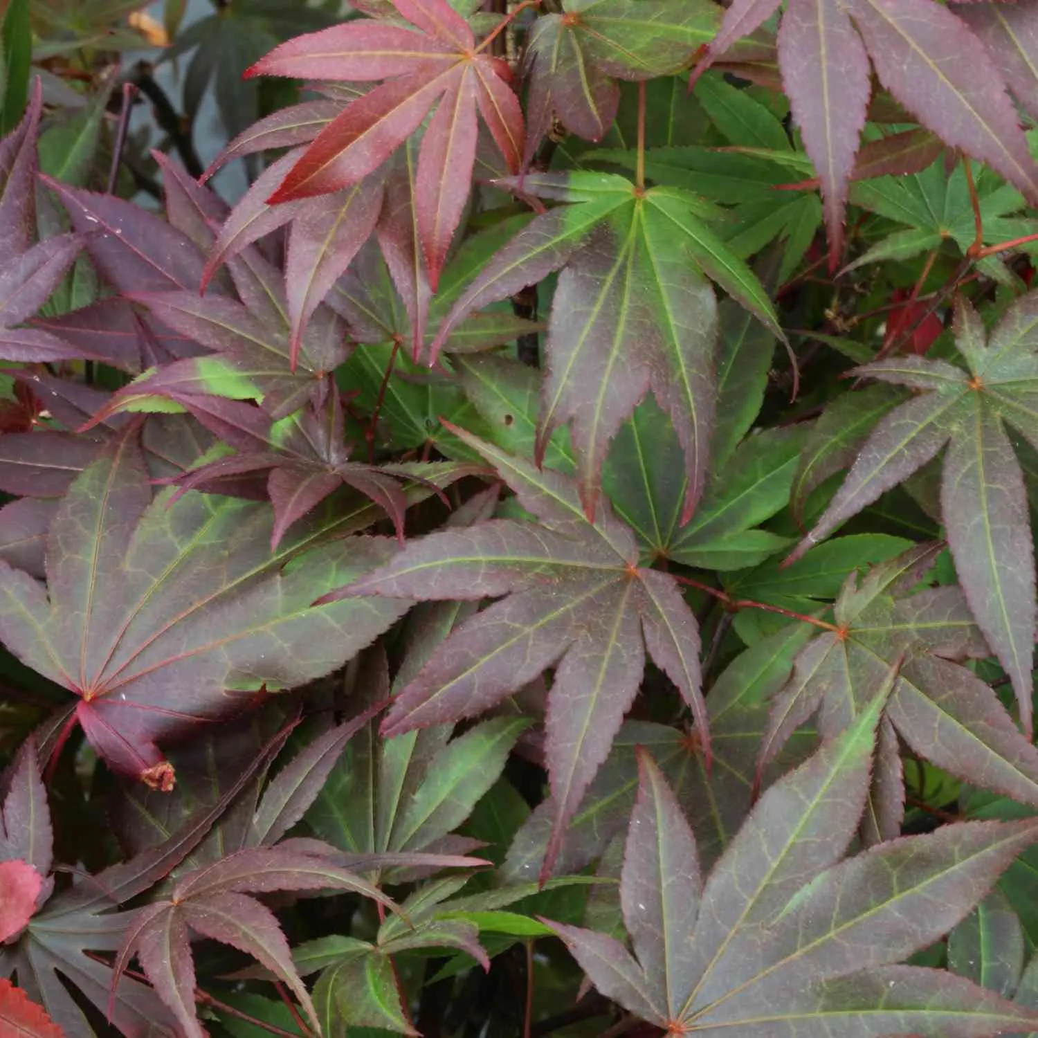 Roter Fächerahorn - Acer palmatum 'Atropurpureum' - Bild 3