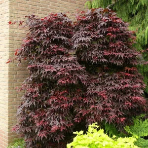 Rotblättriger Fächerahorn - Acer Bloodgood
