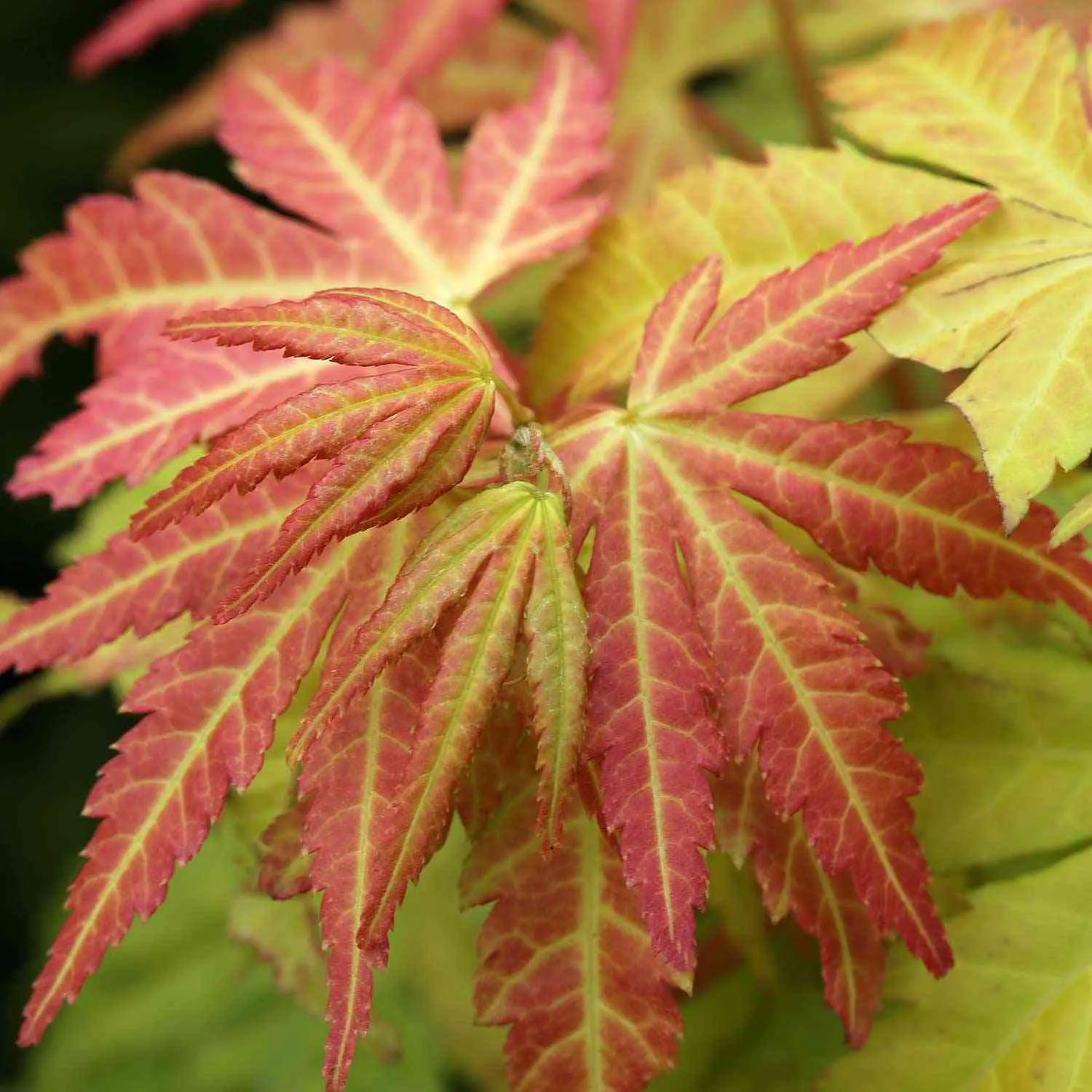 Goldahorn - Acer palmatum 'Orange Dream'