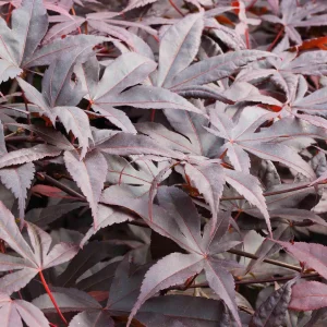Rotblättriger Fächerahorn - Acer Bloodgood - Bild 2