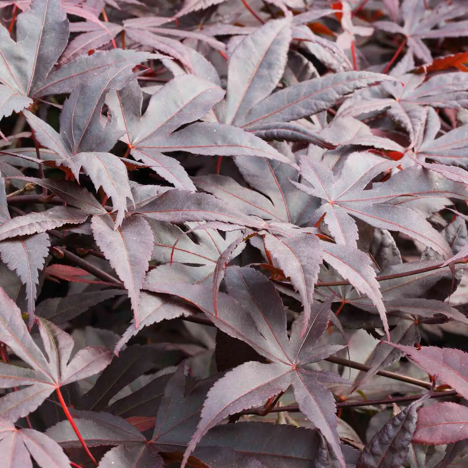 Rotblättriger Fächerahorn - Acer Bloodgood - Bild 2