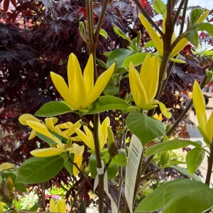 Magnolie - Magnolia'Daphne' - Bild 2