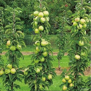 Säulenapfel - Malus Greencats ® - Bild 3