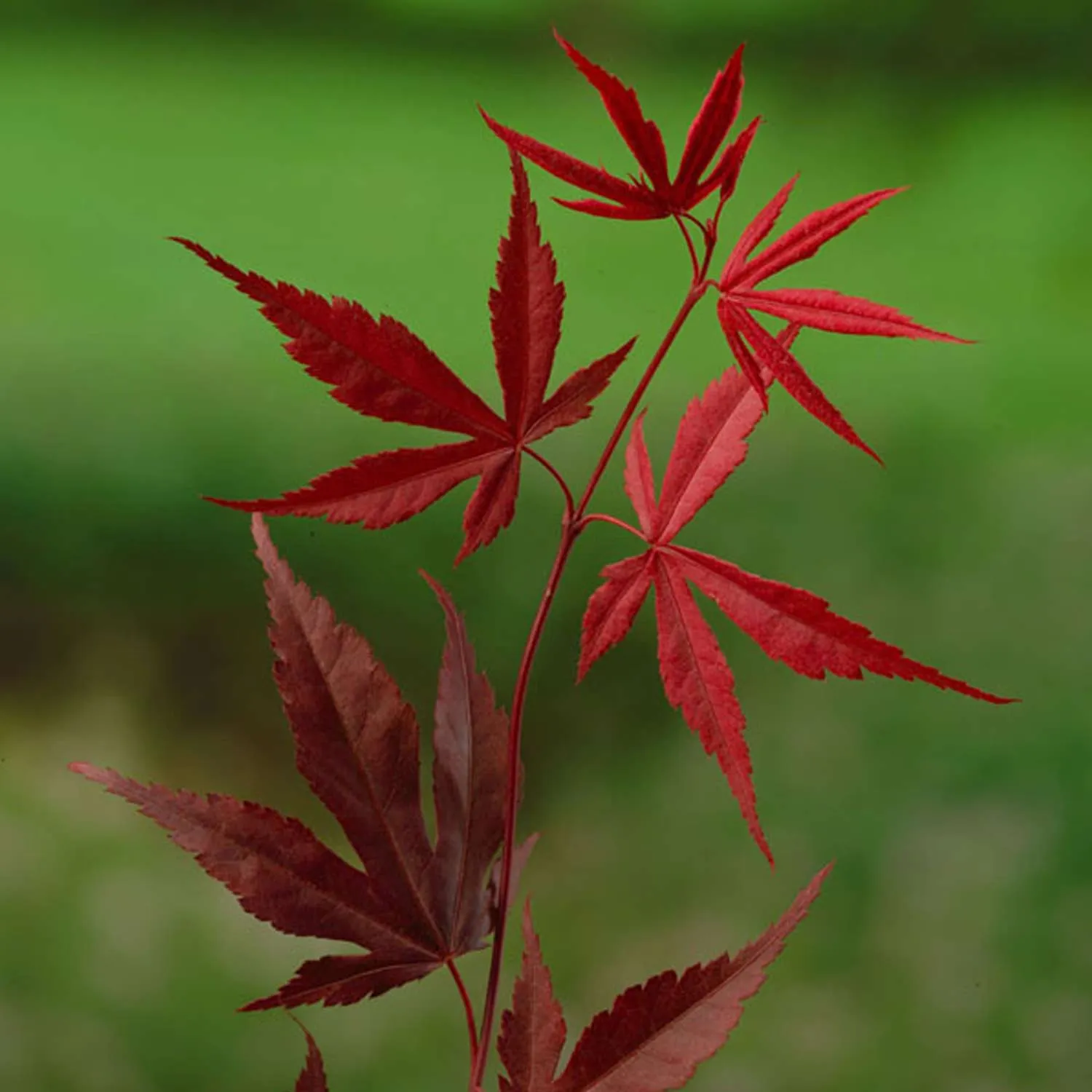 Rotblättriger Fächerahorn - Acer Bloodgood - Bild 3