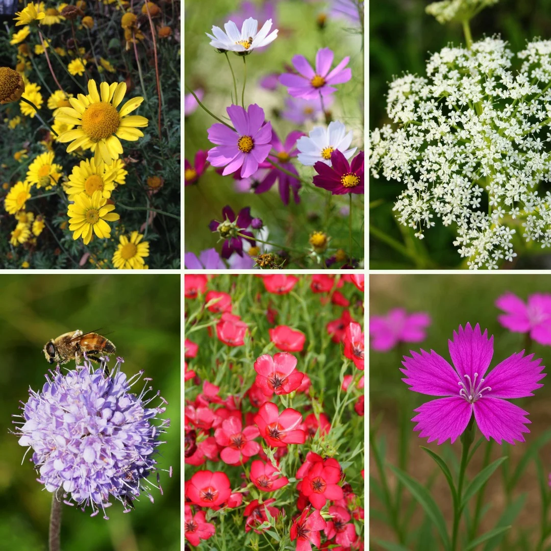 Blumen-Set Bienenparadies - Bild 4