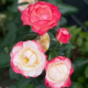 Stammrose - Rosa Nostalgie® - Bild 3