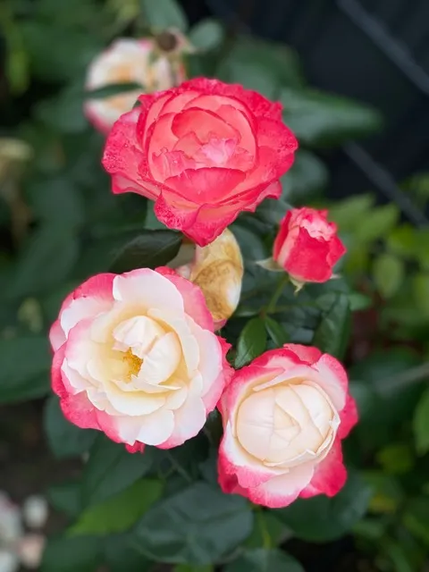 Stammrose - Rosa Nostalgie® - Bild 3