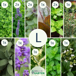 Pflanzen-Set It is tea time - Bild 3