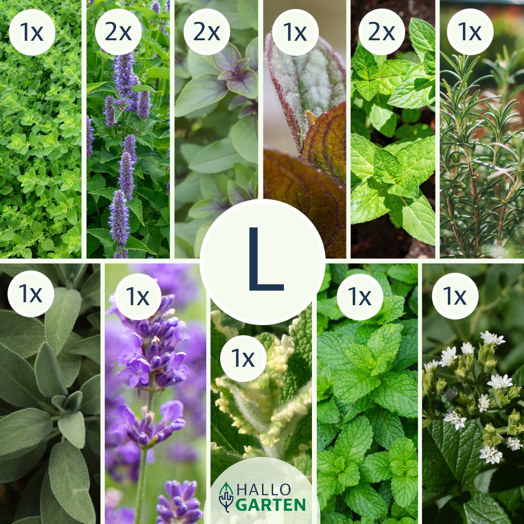 Pflanzen-Set It is tea time - Bild 3