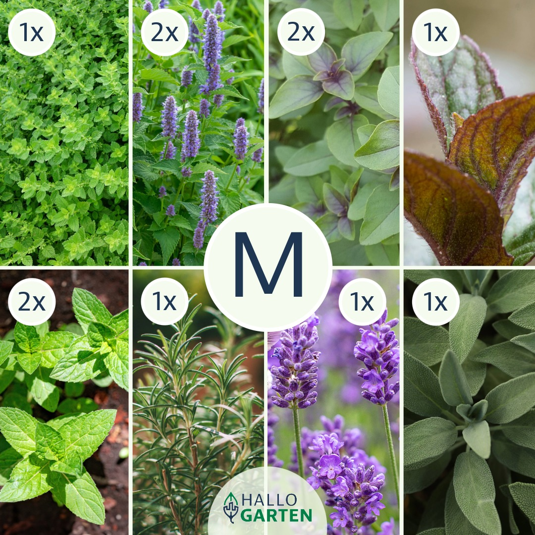 Pflanzen-Set It is tea time - Bild 2