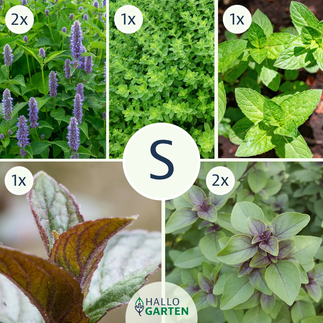 Pflanzen-Set It is tea time