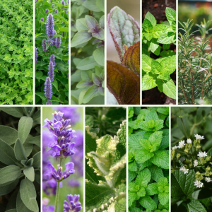 Pflanzen-Set It is tea time