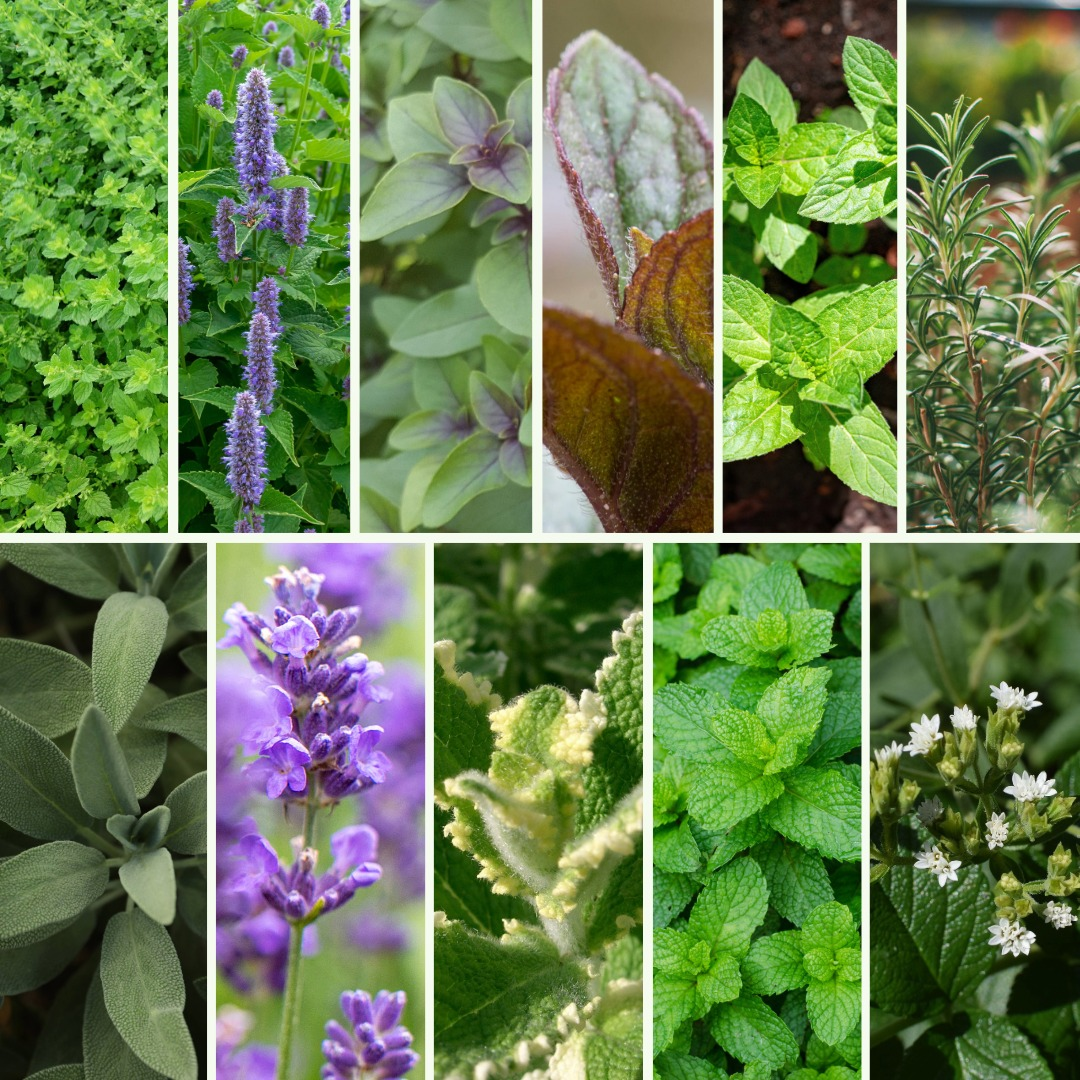 Pflanzen-Set It is tea time - Bild 4