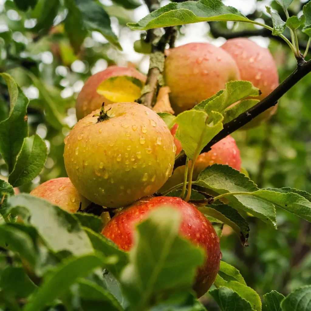 Malus_Starking