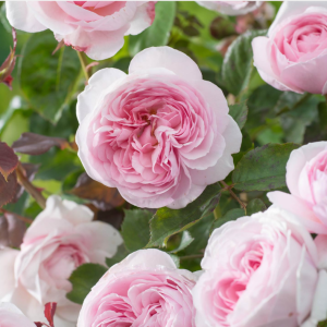Rose - Rosa Natasha Richardson - Bild 1
