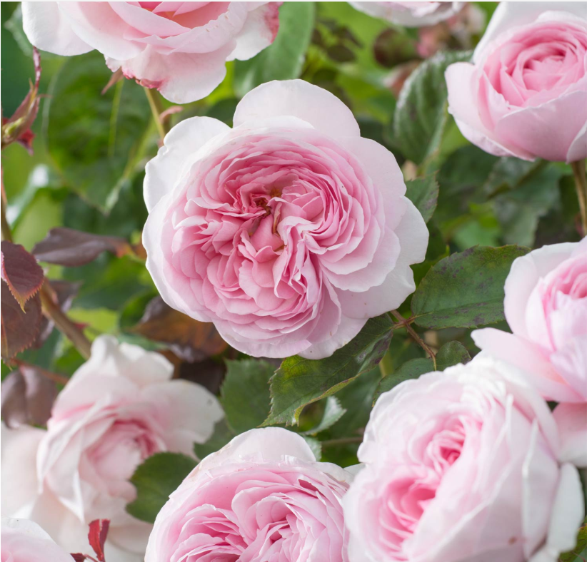 Rose - Rosa Natasha Richardson